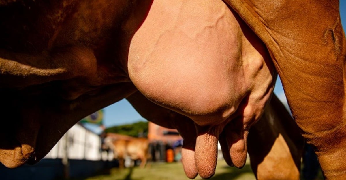 Queda de 30% no preço do leite ao produtor 5 Queda de 30% no preço do leite ao produtor