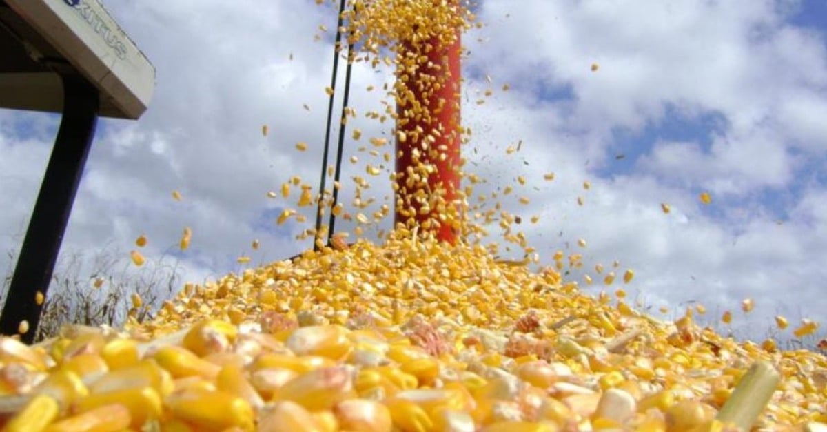 Recorde: 651 sacas de milho por hectare!