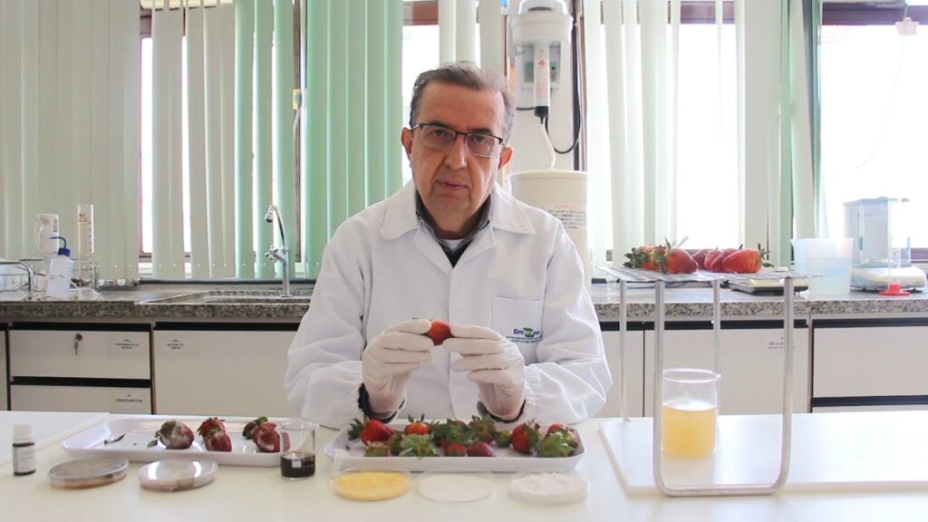 Revestimento preserva a qualidade e prolonga a vida pós-colheita do morango 3 revestimento preserva a qualidade e prolonga a vida pos colheita do morango