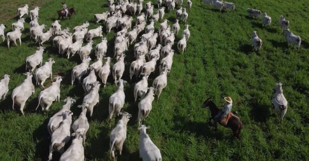 “Tiro na Lua”: a técnica muda já no 2º ano a sua fazenda. Saiba como ela funciona