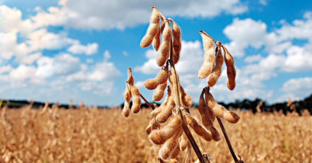 Risco 'muito alto' para safra em 10 municípios de MT 27 Dez municípios em MT têm risco 'muito alto' de quebra de safra, estima A de Agro • Portal DBO