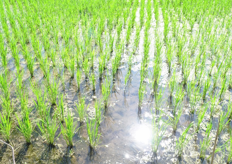 Rizicultores gaúchos: acelerem a semeadura!