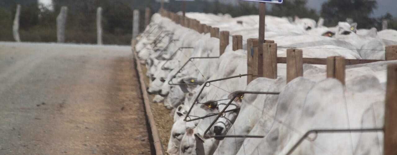 Rotinas essenciais no confinamento bovino