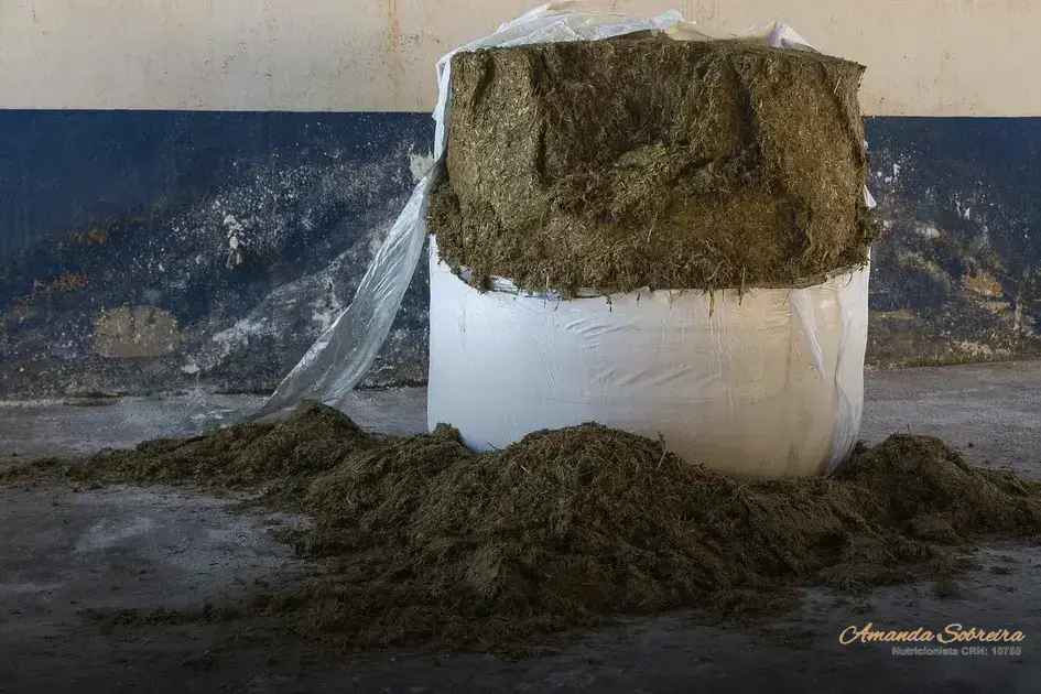 Saco para silagem de milho: 6 motivos para você usar 7 Silagem