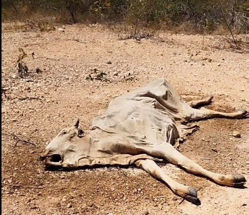 Seca devastadora: prejuízos totais nas lavouras