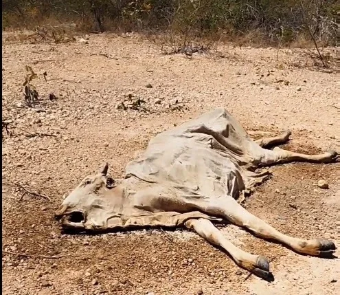 Seca causa perda em 100% nas lavouras de milho, feijão e sorgo em Janaúba