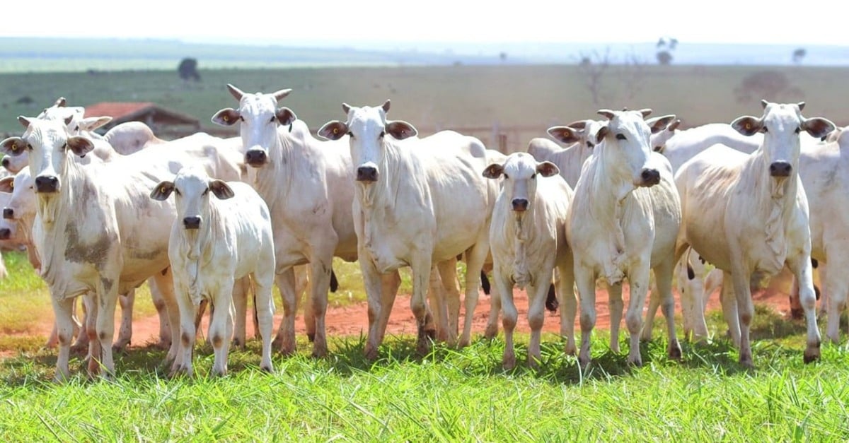 Segredo da vaca parida para boi gordo