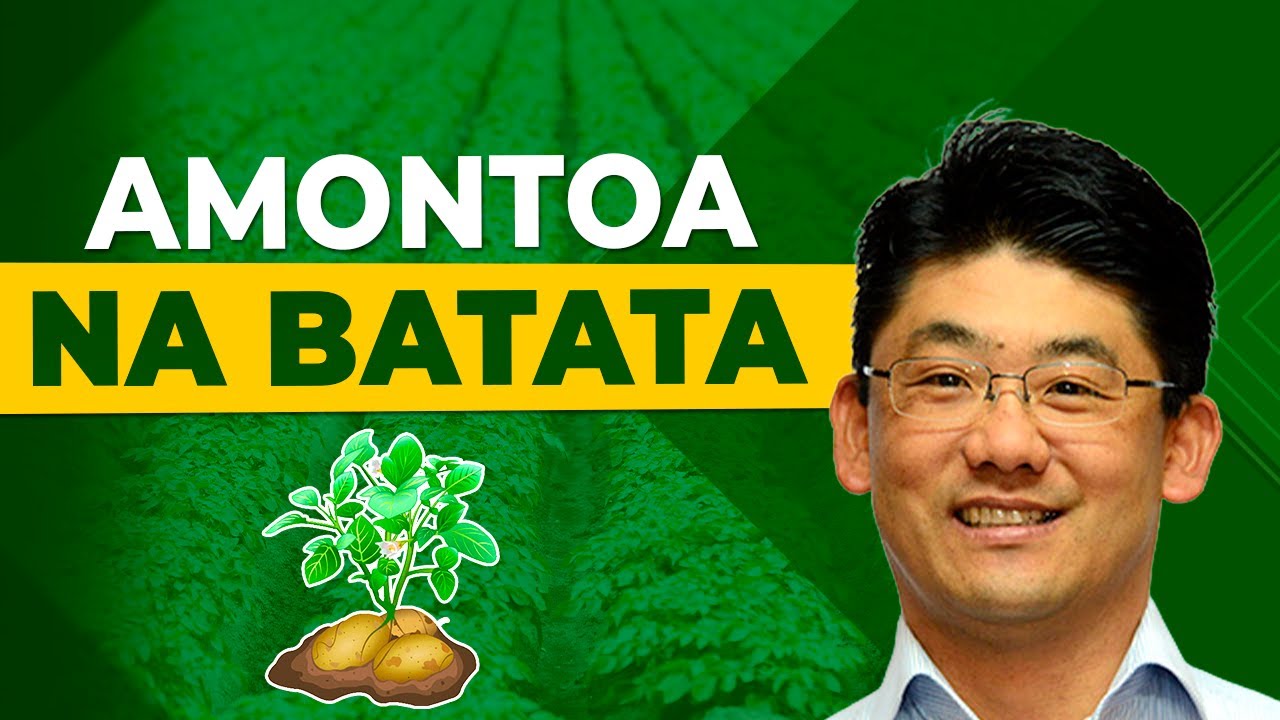segredos da amontoa na batata