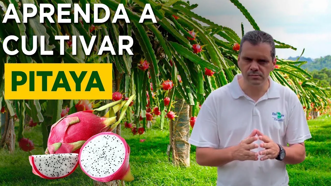 Segredos da Pitaya - Dr Fábio Faleiro Embrapa 4 segredos da pitaya dr fabio faleiro embrapa