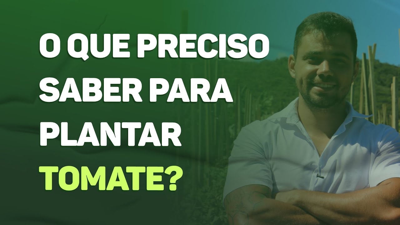 segredos do cultivo do tomate