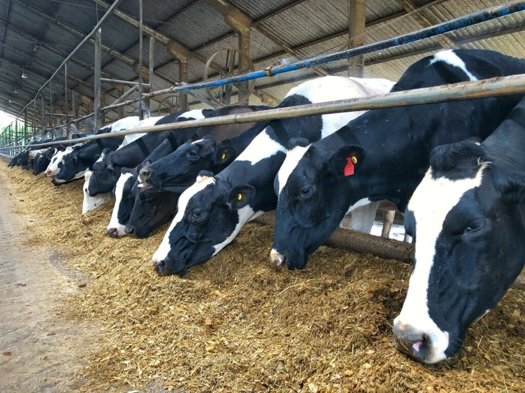 Segredos do planejamento forrageiro em propriedades leiteiras 30 Planejamento forrageiro em propriedades leiteiras: como fazer?