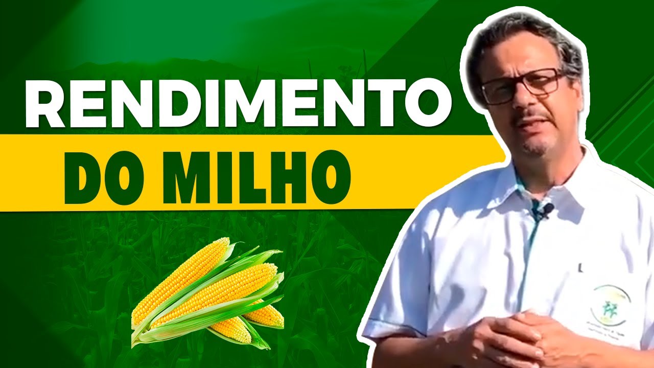 segredos do rendimento do milho com j c galvao