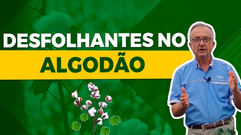 segredos dos desfolhantes no algodao