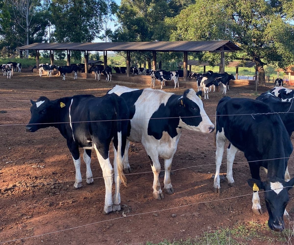 guia para o sucesso na criação