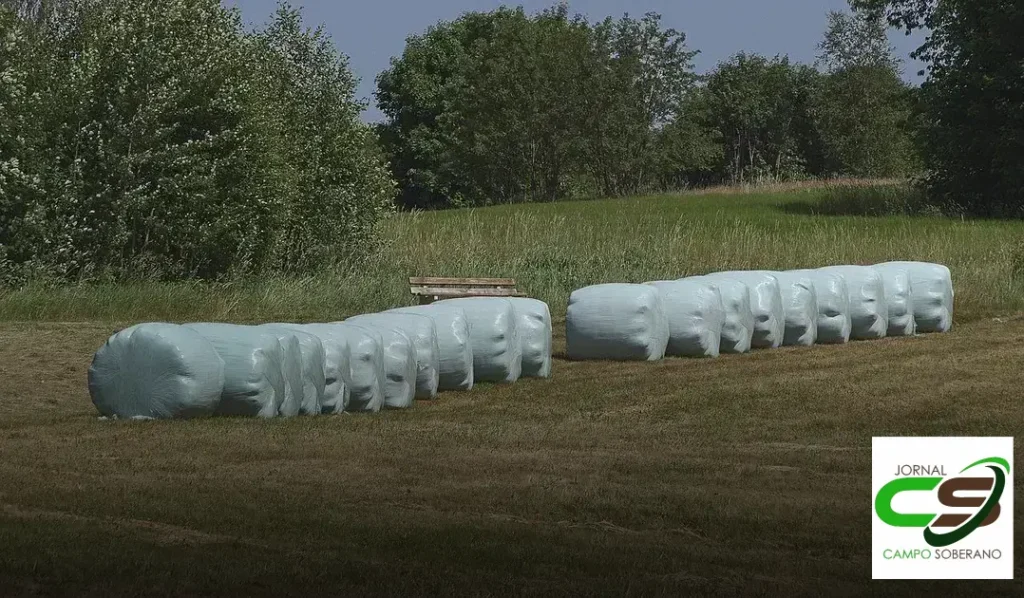 Sementes de sorgo forrageiro: a melhor opção para o seu bolso 2 sorgo