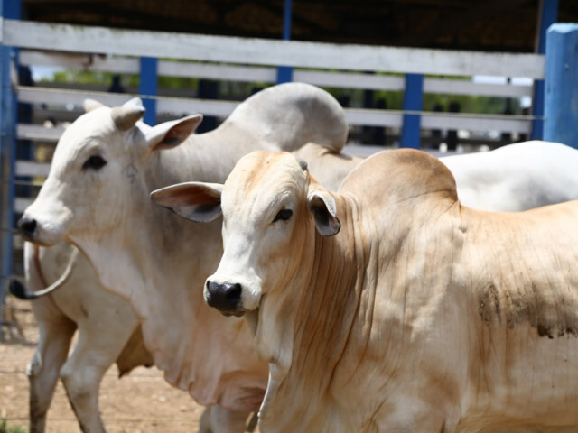 Sergipe: Livre de Febre Aftosa sem Vacina