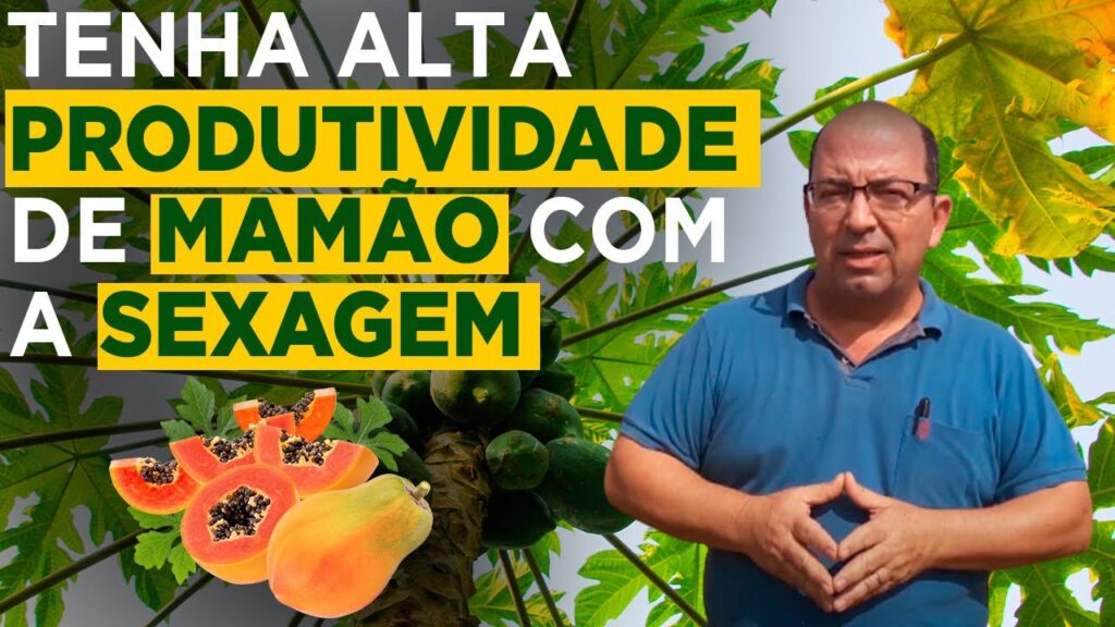 sexagem do mamoeiro dicas do prof marcelo