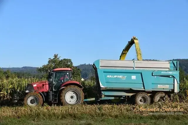 Ponto de ensilagem: 6 sinais reveladores 2 Silagem