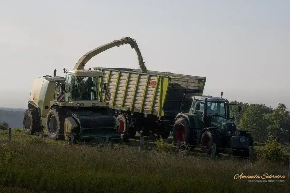 Silagem de milho para cavalos: 6 passos para fazer 3 Silagem