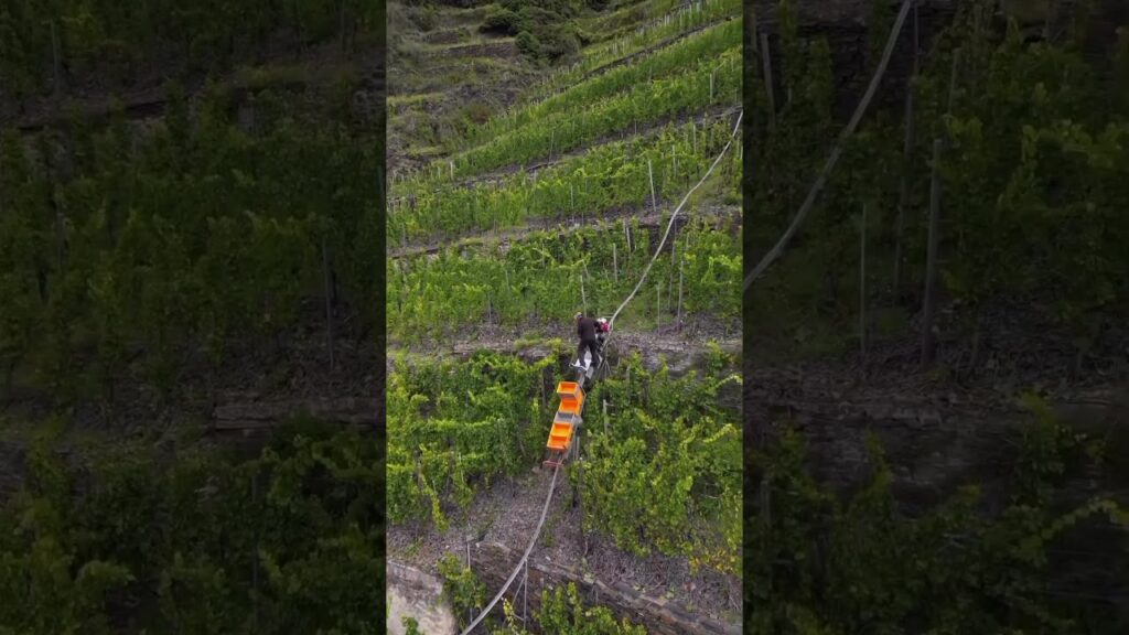 sistema inclinado agiliza colheita de uvas agro agronomia