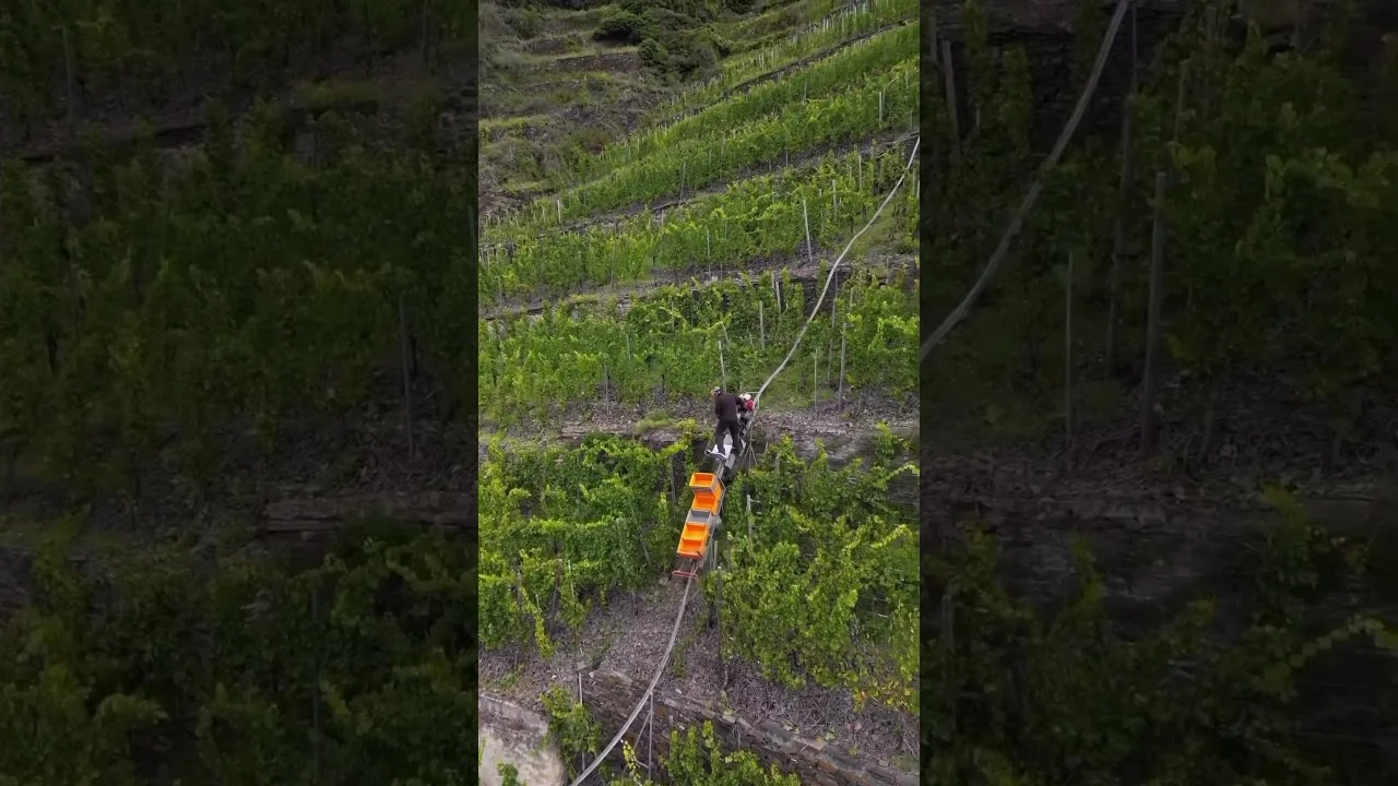 "Sistema inclinado agiliza colheita de uvas" #agro #agronomia 7 sistema inclinado agiliza colheita de uvas agro agronomia