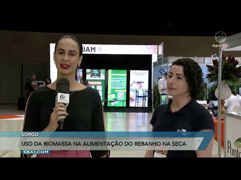 USO DO SORGO NA ALIMENTAÇÃO DO REBANHO NA SECA