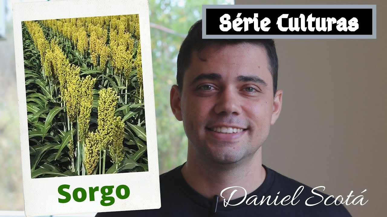 sorgo plantio manejo e colheita