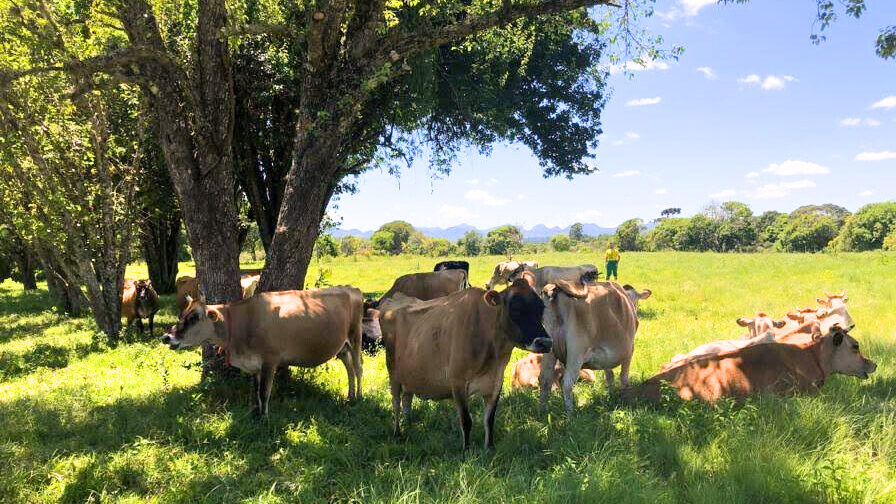 Mapa anuncia R$ 700 milhões para ajudar produtores de leite
