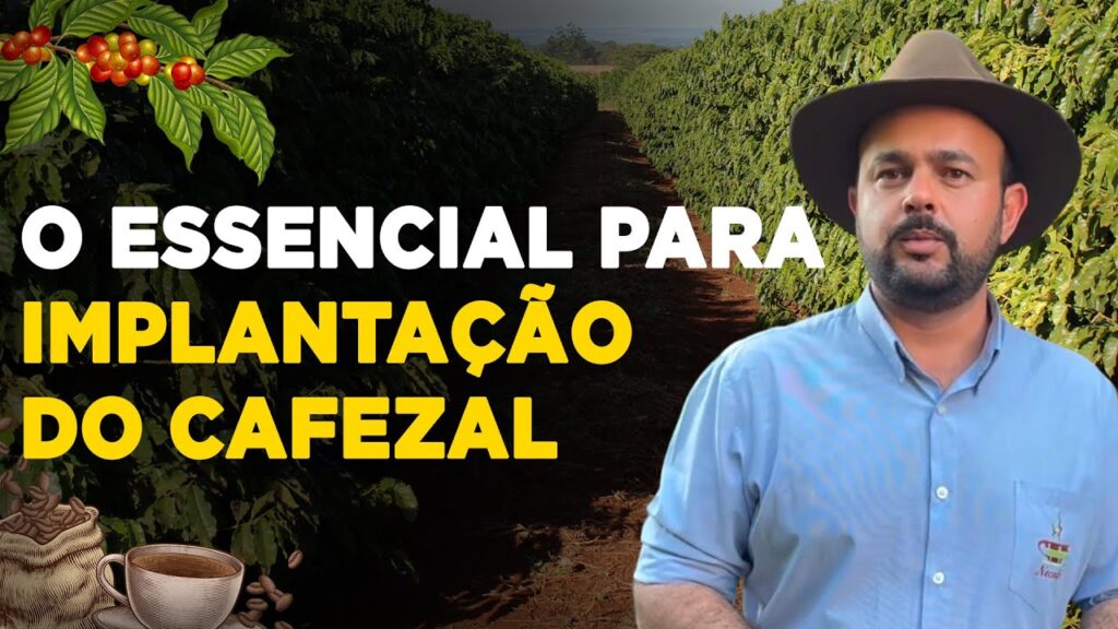 sucesso na lavoura de cafe dicas imperdiveis