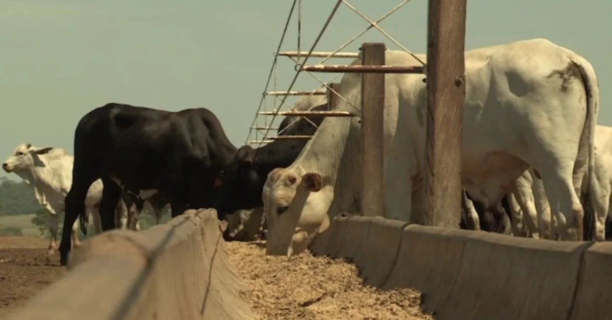 Suplementação potencializa GMD do gado? 1 Qual a suplementação, associada à silagem de milho, que turbina o GMD do gado?