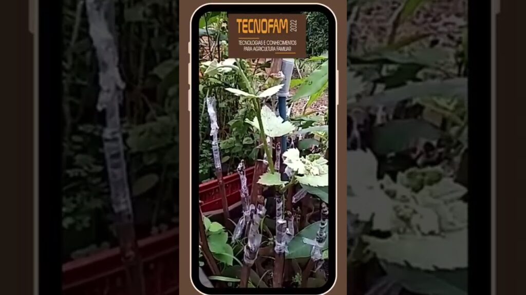 Tecnofam 2022 - Tecnologias e Conhecimentos para Agricultura Familiar 12 tecnofam 2022 tecnologias e conhecimentos para agricultura familiar