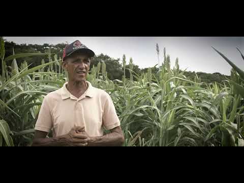 tecnologias agropecuarias para o semiarido mineiro