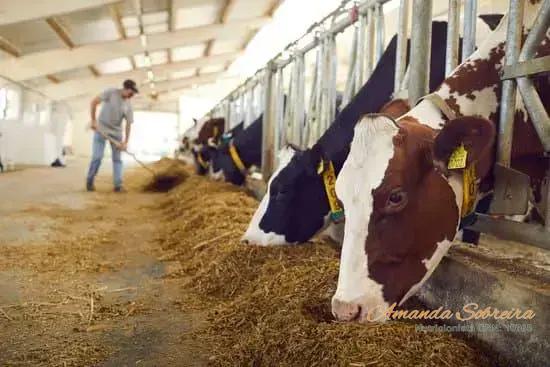 Tendências Modernas na Pecuária Sustentável Tendências Modernas na Pecuária Sustentável
