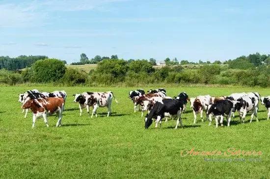 Tendências Sustentáveis na Pecuária Moderna