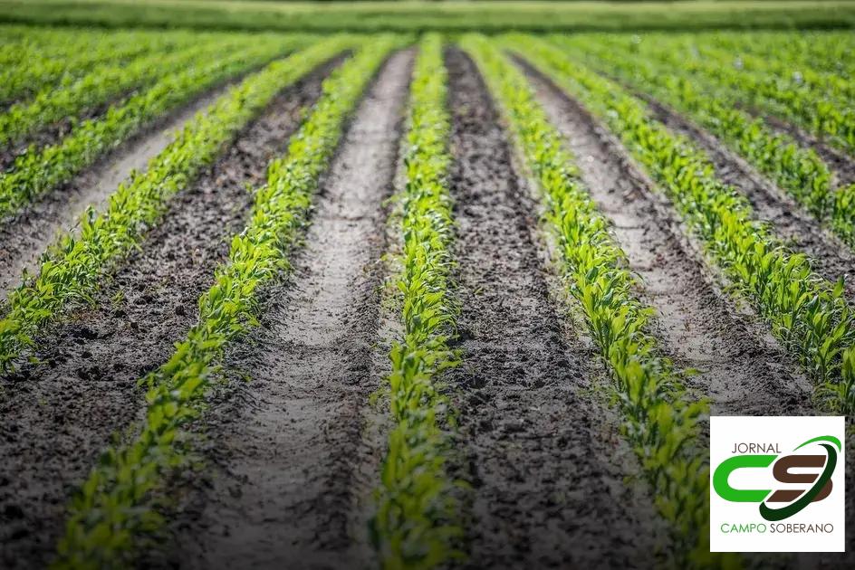 Teor de Umidade Adequado