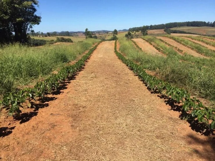 Timing perfeito para implantação 48 qual o melhor momento para implantação