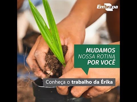 todospeloagro conheca o trabalho da erika