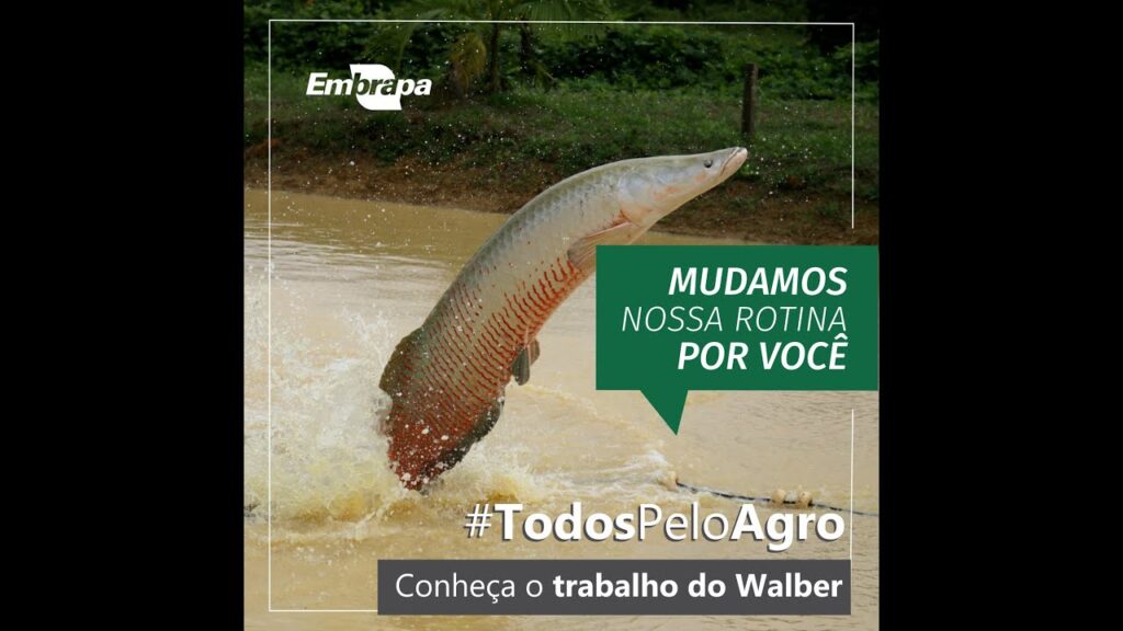 #TodosPeloAgro: conheça o trabalho do Walber 8 todospeloagro conheca o trabalho do walber