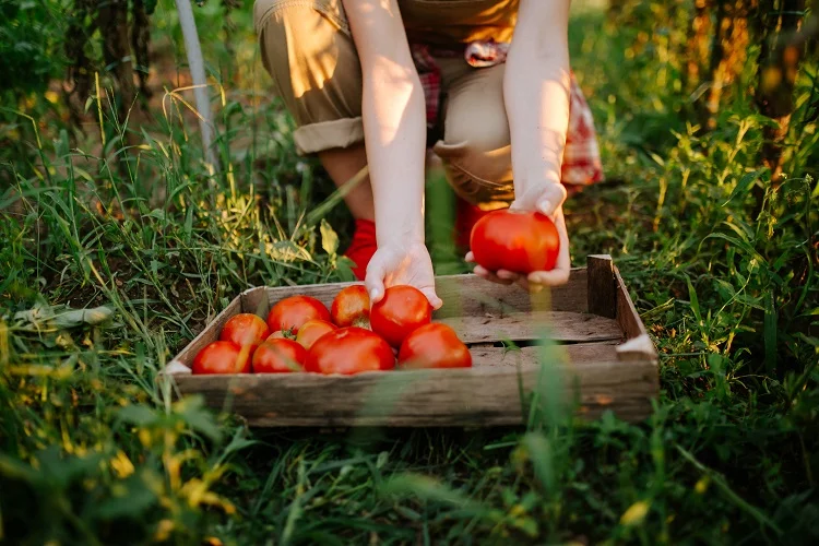 Tomate de mesa: preço dispara com calor 3 tomate de mesa preco dispara com calor 1
