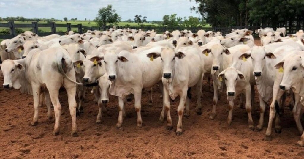 Inseminação de novilhas primíparas: saiba o tipo ideal de touro para facilidade de parto