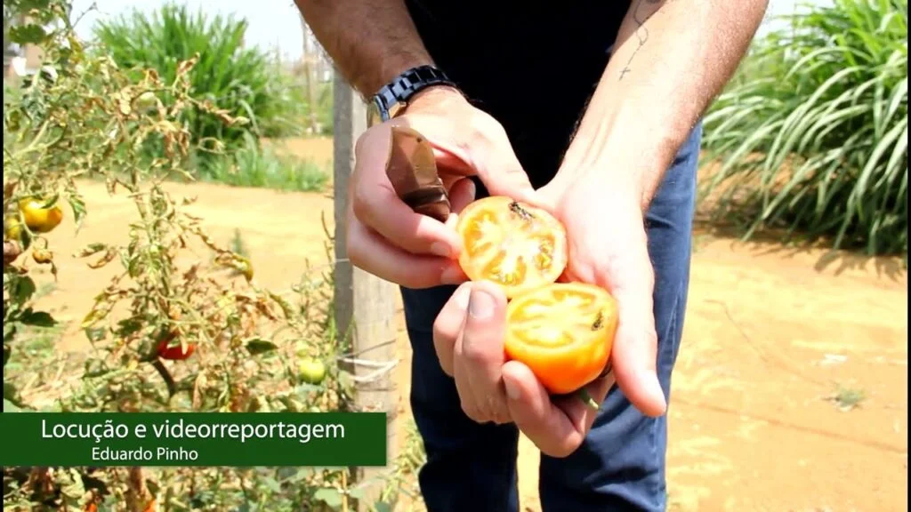 Traça-do-tomateiro volta a causar prejuízos na safra 2022 2 traca do tomateiro volta a causar prejuizos na safra 2022