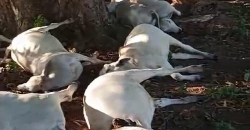 Raio mata 48 bois que se abrigavam embaixo de árvores durante temporal