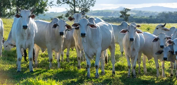 A tributação da atividade pecuária é sempre pior na pessoa jurídica?