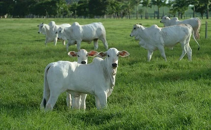 Troca de bezerros por boi gordo: dez/2010 a 2023. 53 bezerros por boi gordo