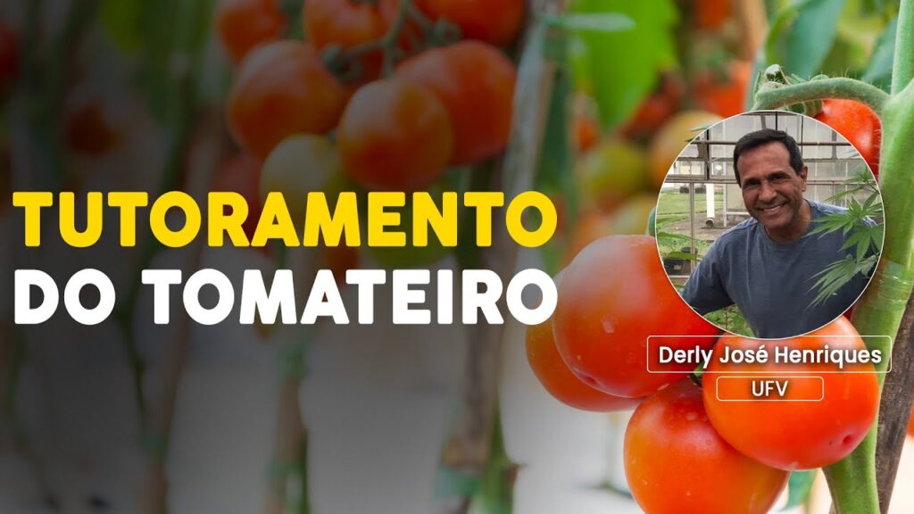 Tutoramento do Tomateiro: Passo a Passo 2 tutoramento do tomateiro passo a passo