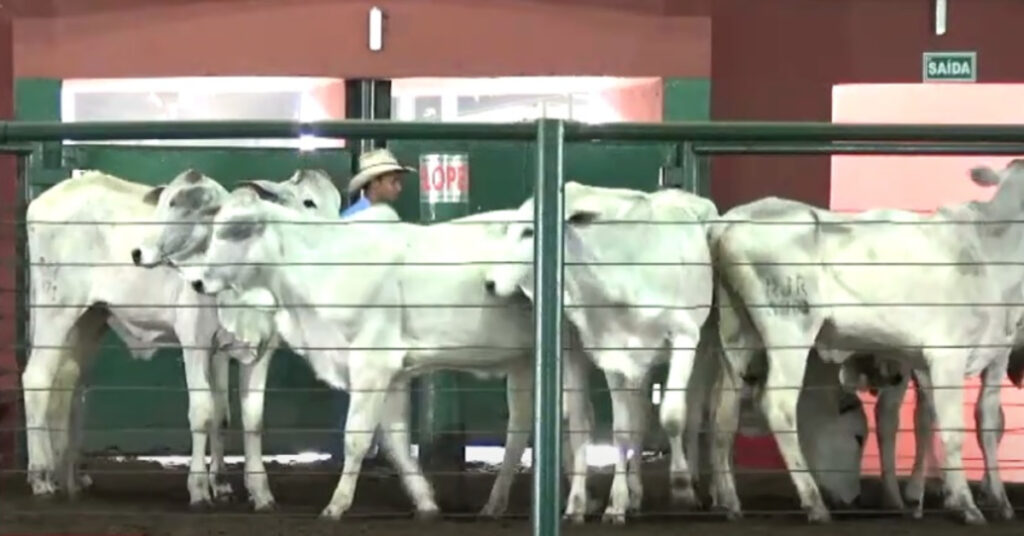 média de R$ 2.008/cabeça em Uberaba • Portal DBO