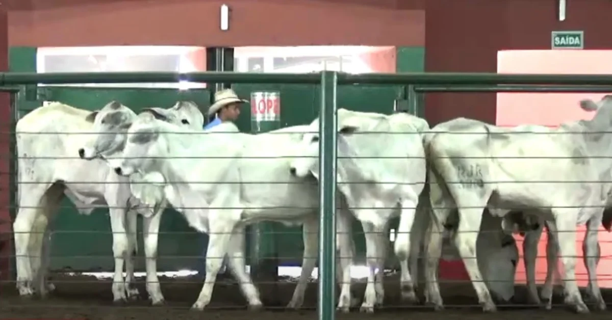 média de R$ 2.008/cabeça em Uberaba • Portal DBO