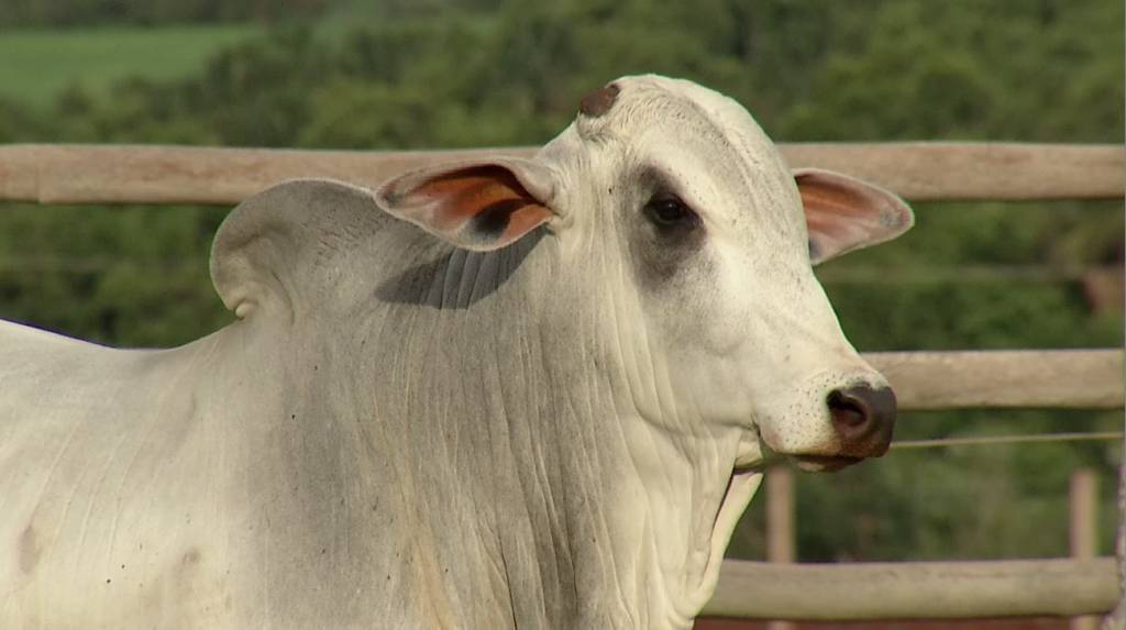 Últimos dias: De Olho Na Fazenda Pecuária BR Safra Jovem - SBA1 6 Últimos dias de vendas do 'De Olho Na Fazenda Pecuária BR Safra Jovem' - SBA1