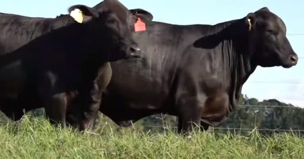 Ultratecnologia: novilhas angus atingem 15 arrobas aos 60 dias 35 Estância Guarita e parceiros ofertam Brangus e angus em virtual • Portal DBO