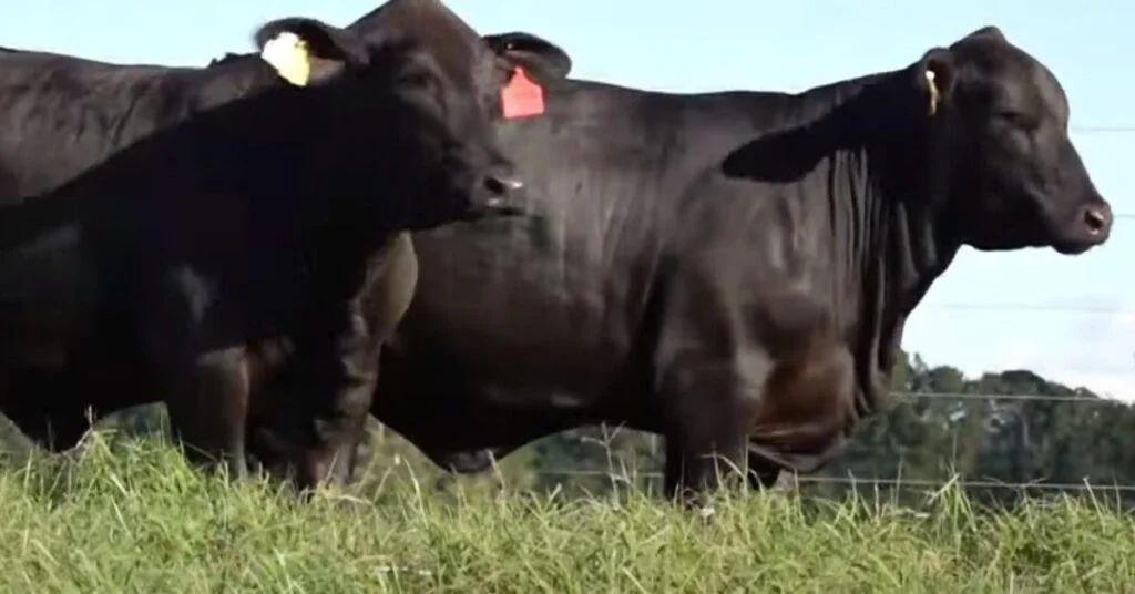 Estância Guarita: Brangus e Angus virtual 3 Estância Guarita e parceiros ofertam Brangus e angus em virtual • Portal DBO